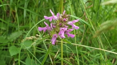 Betonica officinalis