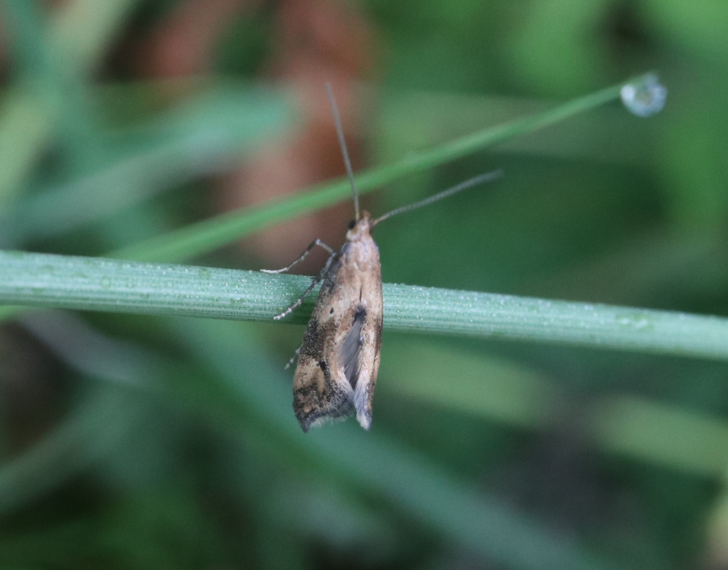 Epermenia falciformis