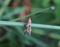 Epermenia falciformis