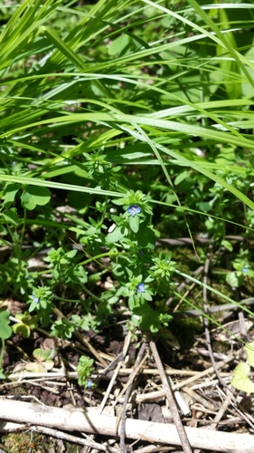 photo of Flowering Plants (Angiospermae)