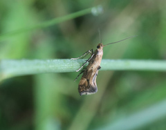 Epermenia falciformis