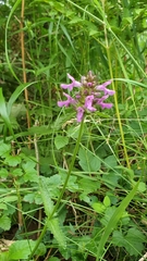 Betonica officinalis