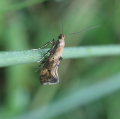 Epermenia falciformis