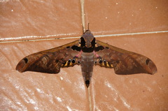 Adhemarius sexoculata
