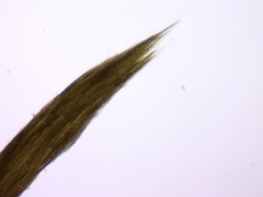Aphanizomenon flosaquae