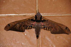Adhemarius sexoculata