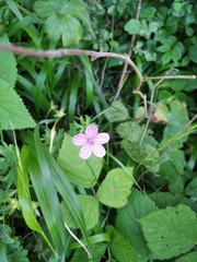 Geranium asphodeloides