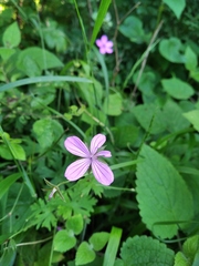 Geranium asphodeloides