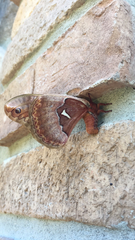 Callosamia angulifera