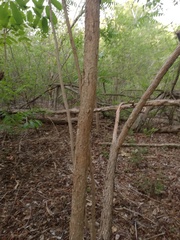 Comocladia macrophylla