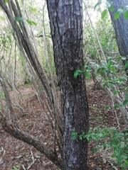 Comocladia macrophylla