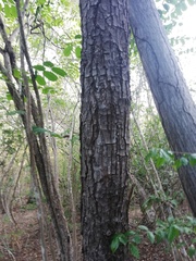 Comocladia macrophylla