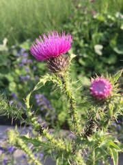Carduus crispus