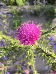 Carduus crispus