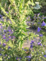 Carduus crispus