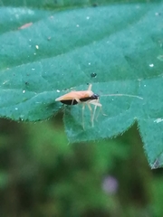 Phylus melanocephalus