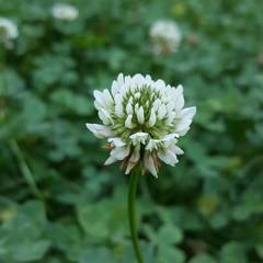 Trifolium repens