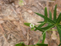 Euphorbia discoidalis
