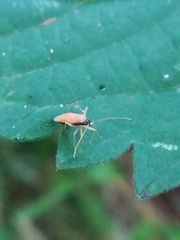 Phylus melanocephalus