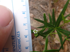 Euphorbia discoidalis
