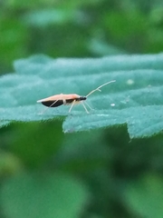 Phylus melanocephalus