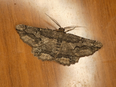 Menophra japygiaria