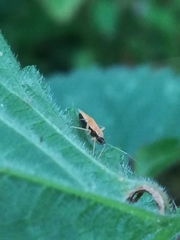 Phylus melanocephalus