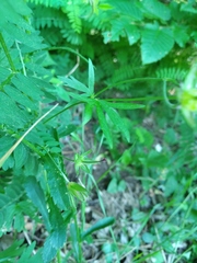 Geranium asphodeloides