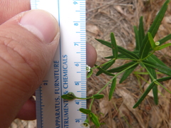 Euphorbia discoidalis