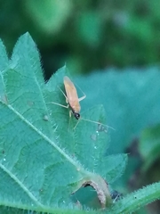 Phylus melanocephalus