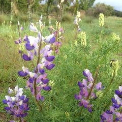 Lupinus leptophyllus
