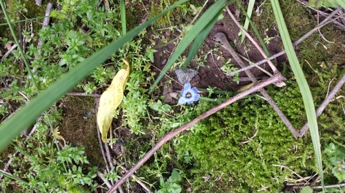 photo of Blue-eyed Grasses (Sisyrinchium)