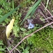 photo of Blue-eyed Grasses (Sisyrinchium)