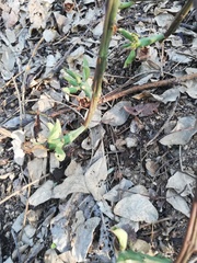 Pereskiopsis kellermanii