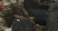 Pterogobius elapoides