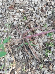 Pereskiopsis kellermanii