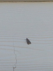Loxostege cereralis