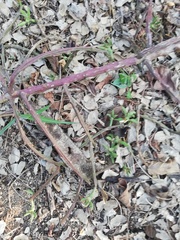 Pereskiopsis kellermanii