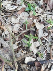 Pereskiopsis kellermanii