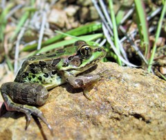 Lithobates spectabilis