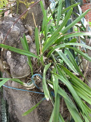 Encyclia adenocaula