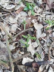 Pereskiopsis kellermanii