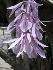 Encyclia adenocaula