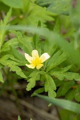 Anemonoides uralensis