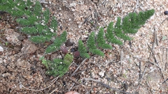 Cynorhiza meifolia