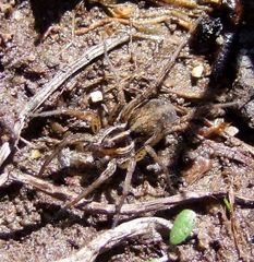 Pardosa palustris