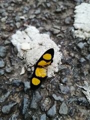 Cyllopoda jatropharia