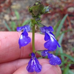 Salvia laevis