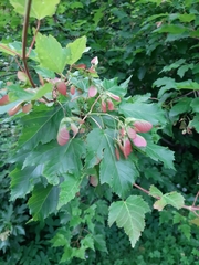 Acer tataricum
