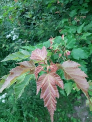Acer tataricum